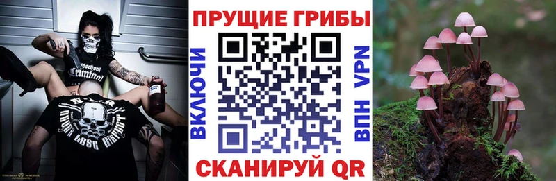 где купить наркотик  Гаджиево  Галлюциногенные грибы мухоморы 
